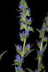 Common viper's bugloss